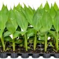 Tissue culture Bananas Image